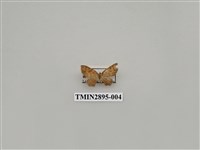 藏品(尺蛾634)的圖片